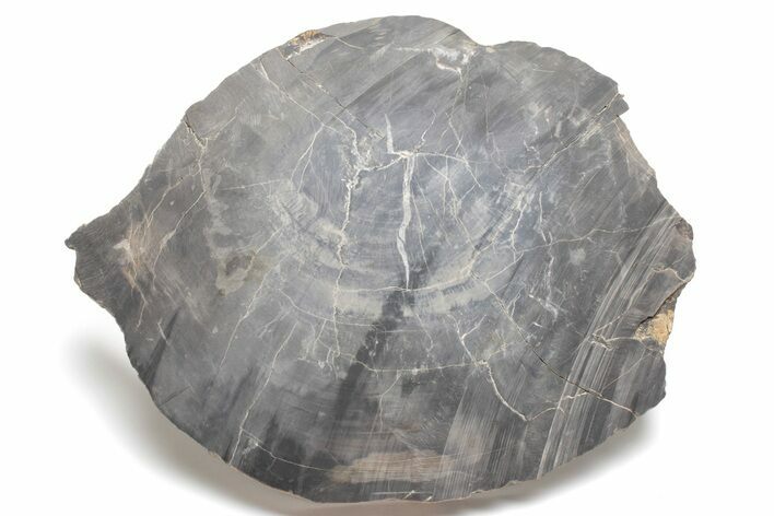 Bargain, Petrified Wood Round - Iowa? #218352